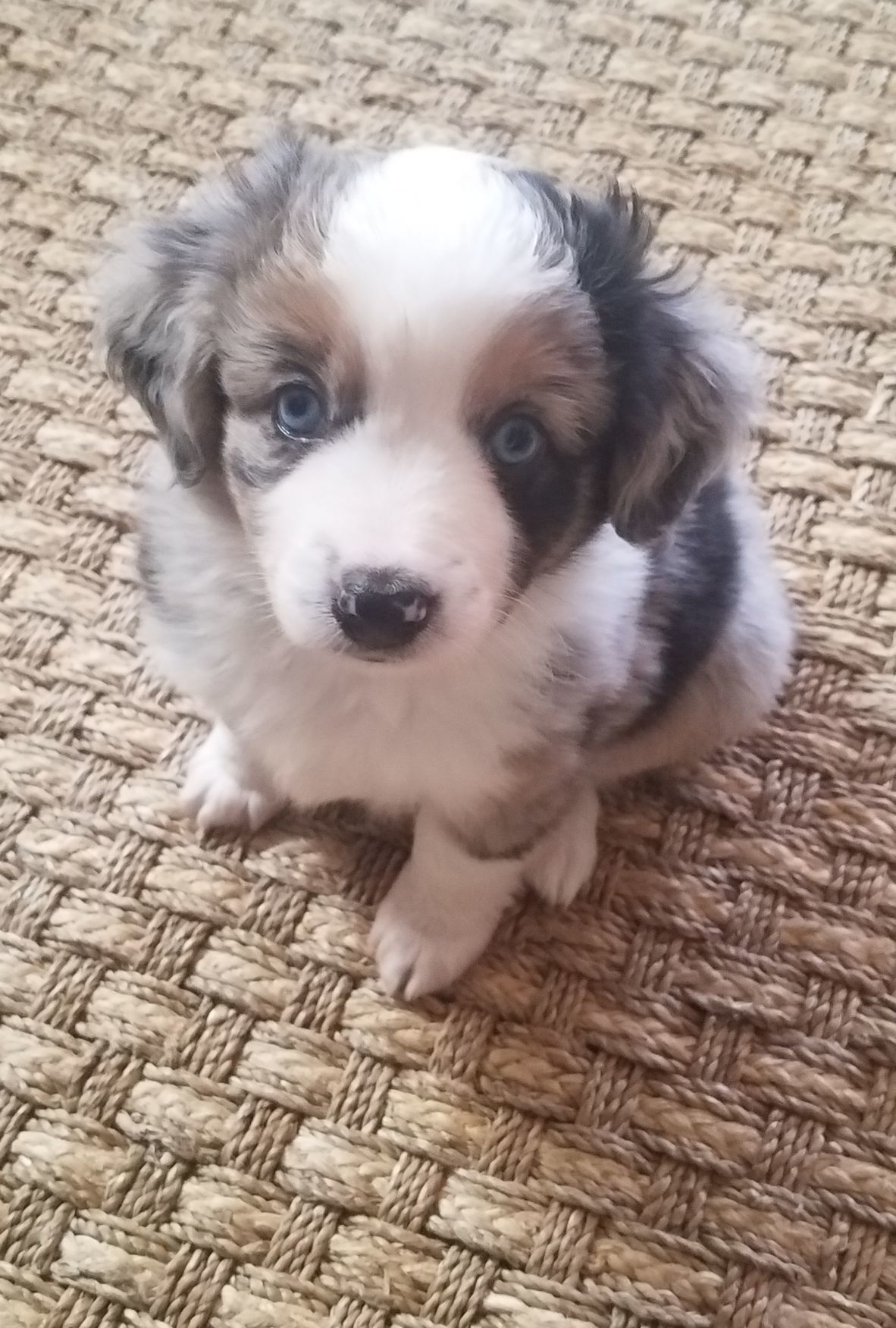 Bella